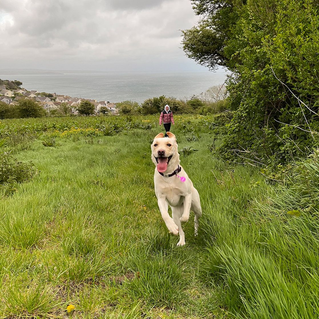 Dog Walks in Mousehole