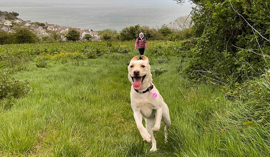 Dog Walks in Mousehole