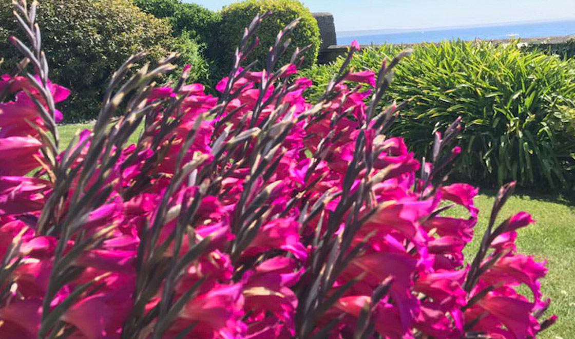 Gardens Mousehole