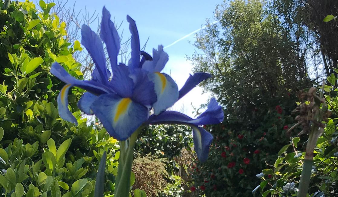 Prize Winning Gardens Mousehole